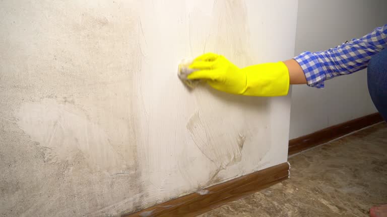Best Asbestos and Lead Testing During Mold Inspection  in Homestead Meadows South, TX