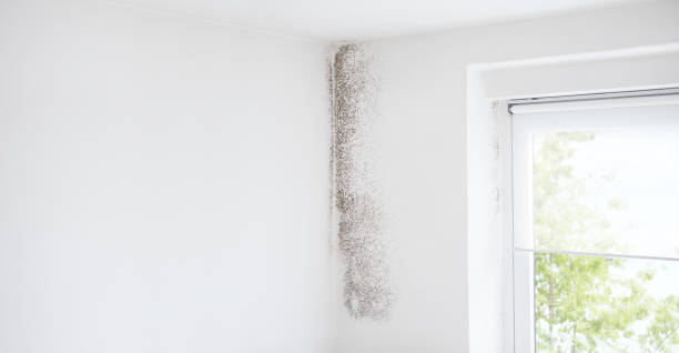 Best Emergency Mold Remediation  in Homestead Meadows South, TX